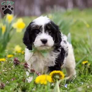 Nacho, Cavapoo Puppy
